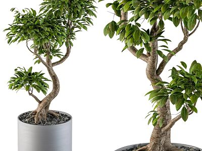 Decorative Plant Arrangement With Curved Trunks Green Leaves Gray Pots And Small Pebbles 3d model