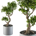 Decorative Plant Arrangement With Curved Trunks Green Leaves Gray Pots And Small Pebbles