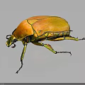 Striking Orange Beetle With Yellow Green Details And Shiny Body On Dark Background