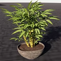 Potted Bonsai Bamboo Plant With Lush Green Leaves And Terracotta Pot