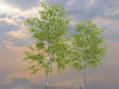 Two Tall Birch Trees With Green Foliage Against Sunset Sky And Clouds 3d model