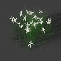 Cluster of White Small Flowers with Green Long Grass on Gray Background