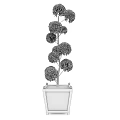 Tall Bonsai Tree With Layered Rounded Canopies In Square Wooden Planter