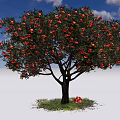 Lush Deciduous Tree With Red Fruits And Green Grass Around Fallen Fruit