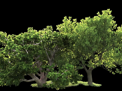 Lush Green Arbor Trees With Dense Foliage Strong Trunks And Natural Ground Cover 3d model