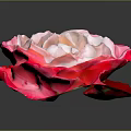 Elegant Pink and Red Gradient Rose Flower in Vase with Dark Background and Shiny Petals