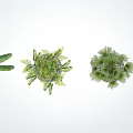 Various Arbor Trees Like Palm and Banana Arranged on White Background With Circular Bases