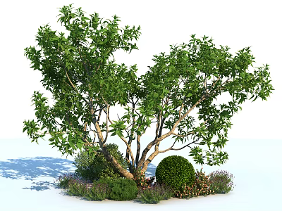 Lush Green Shrub With Dense Foliage Branching Stems And Surrounding Small Garden Plants 3d model