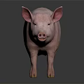 Pink Pig Standing With Smooth Skin On Gray Background And Reflection 3d model