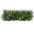 Lush Green Shrub With Purple Small Flowers And Dense Foliage In Garden