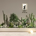 Diverse Cactus Succulent and Fern Plant Combination in White Rectangular Planter with Lush Green Foliage
