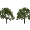 Two Green Arbor Trees With Lush Foliage And Slender Trunks Against White Background 3d model