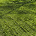 Lush Well Trimmed Green Grass Lawn With Striped Patterns Under Bright Sunlight