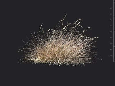 Light Brown And White Fluffy Grass In Black Background With Ruler Lines On The Right 3d model