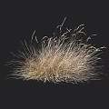 Light Brown And White Fluffy Grass In Black Background With Ruler Lines On The Right