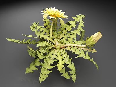 Beautiful Dandelion Plant With Yellow Flower Green Serrated Leaves And Unopened Bud 3d model