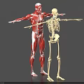 Muscular And Skeletal Anatomical Models With Outstretched Limbs For Educational