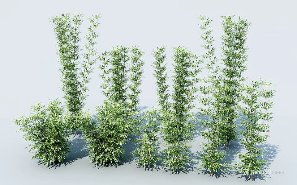 Various Bamboo Plants with Different Heights and Lush Green Foliage in Garden 3d model 