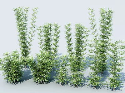 Various Bamboo Plants with Different Heights and Lush Green Foliage in Garden 3d model
