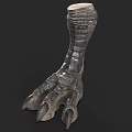 Realistic Dinosaur Claw Model With Scaly Skin Texture And Sharp Claws 3d model