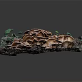 Natural Mushrooms Growing On Wooden Stone Surface With Green Vines And Moss