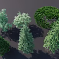 Various Arbor Trees Showcasing Diverse Foliage Shapes and Lush Green Canopies