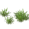 Green Grass Like Plants With Long Slender Leaves In Three Clumps