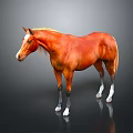 Brown Horse With Golden Mane Standing On Black Background And White Hooves