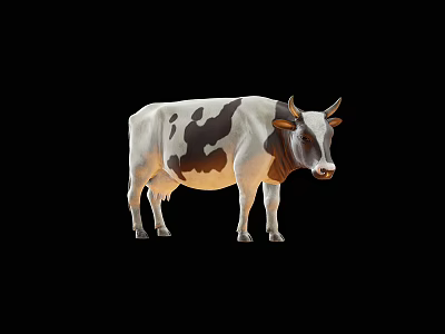 Black and White Spotted Horned Cow Standing Isolated on Black Background 3d model