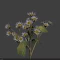 Blooming White Small Flowers with Yellow Centers and Green Leaves on Stem