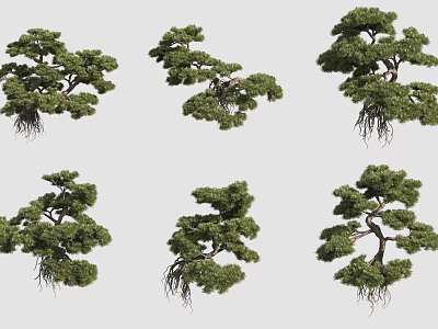 Various Shaped Bonsai Plants With Lush Green Foliage And Exposed Roots 3d model