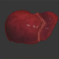 Abdominal Organ Human Liver Red Colored Anatomical Structure With Smooth Surface Isolated On Black Background