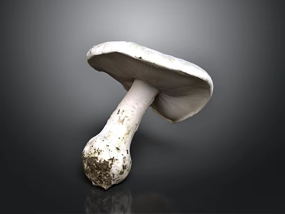Fresh White Mushroom With Soil Covered Stem On Dark Reflective Surface 3d model