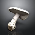 Fresh White Mushroom With Soil Covered Stem On Dark Reflective Surface 3d model