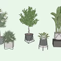 Various Potted Plants With Green Leaves White Flowers And Modern Metal Black Pots