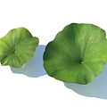 Two Green Lotus Leaves With Different Sizes And Shadows On White Background 3d model