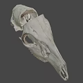 Animal Skull Detailed Skeletal Structure With Eye Socket And Teeth On Dark Background