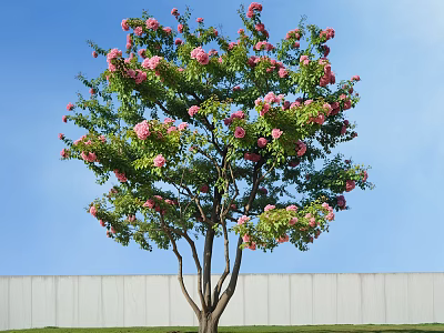 Beautiful Tree With Pink Flowers Green Leaves Against Blue Sky And White Wall 3d model