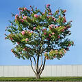 Beautiful Tree With Pink Flowers Green Leaves Against Blue Sky And White Wall