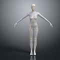 Medical Device 3D Human Anatomical Model with Skeleton and Muscle Structure for Medical Education