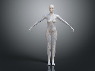 Modern Skeleton Human Body Skeleton Human Body 3d model