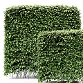 Well Trimmed Garden Shrubs With Different Shapes And Dense Green Leaves