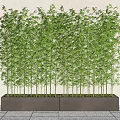 Tall Lush Green Bamboo Potted In Long Rectangular Planter Against White Wall
