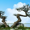 Twisted Trunk Trees With Lush Foliage Against Blue Sky And White Clouds