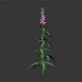 Tall Green Plant With Long Stem Green Leaves Pink Flowers And Grey Background
