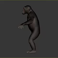Chimpanzee in standing posture with arms outstretched against gray gradient background 3d model