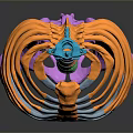 Colorful 3D Human Skeleton Anatomical Model Showcasing Spine Ribs And Pelvis Structure