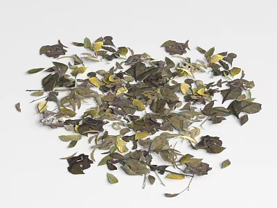 Ground Cover Plants With Green And Yellow Leaves Scattered On White Background 3d model