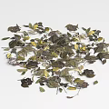 Ground Cover Plants With Green And Yellow Leaves Scattered On White Background