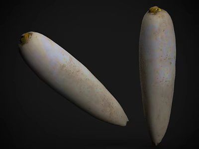 Fresh White Root Vegetables With Yellow Tops And Soil Traces On Dark Background 3d model